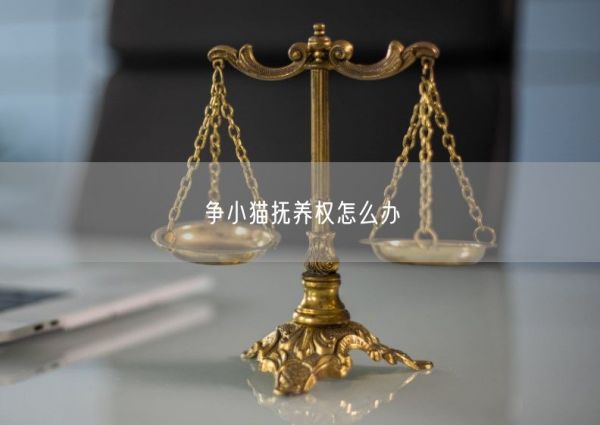 争小猫抚养权怎么办