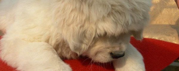 藏獒性格特点 藏獒性格怎么样