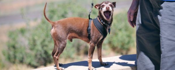 小鹿犬性格怎么样 小鹿犬有什么性格