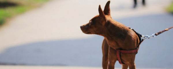 小鹿犬性格 饲养小鹿犬的注意事项