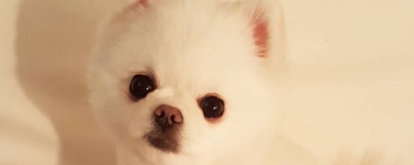 狗狗博美的性格 你会喜欢它吗?