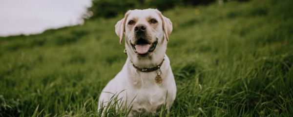 什么大型犬适合家养 这些狗狗性格温顺