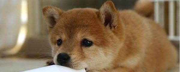 秋田犬的性格 你喜欢秋田犬吗