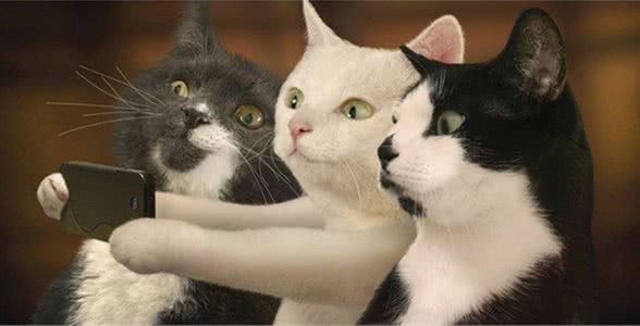 狂买81只猫,欠下70万元债,是一种怎样的体验?