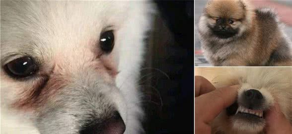 有这6个特征的博美犬,不要轻易带回家,不然后悔莫及