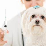 犬瘟虽可怕,但是做好这几点也就如此,快来学习一下吧!