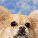如何养狗系列227宠物犬不同原因皮肤病的诊断