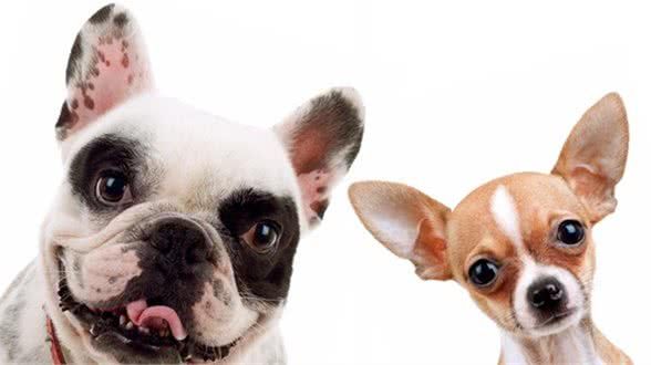 如何避免狗狗感染三大疾病:细小、犬瘟热、冠状?
