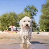 长毛犬究竟有多可爱?看“马耳他犬”就知道了