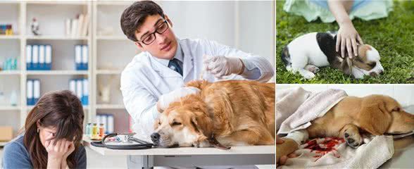 狗狗致命疾病:犬瘟热和细小,你了解多少?