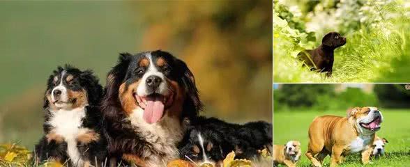 冬春两季的犬病防控