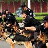 这“5点坏处”,相信养过“德国牧羊犬”的人才懂