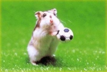 仓鼠为什么不能合笼