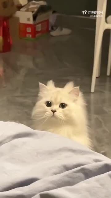 可爱白猫成功萌到你了吗？