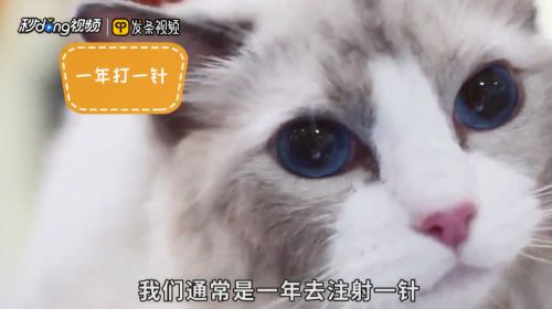 猫疫苗多久打一次
