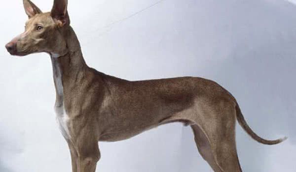 加那利沃伦猎犬图片