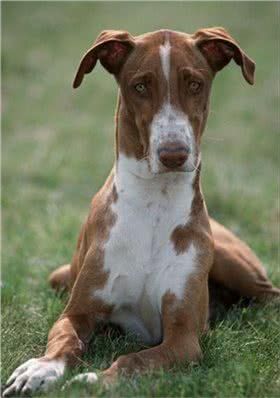 加那利沃伦猎犬图片