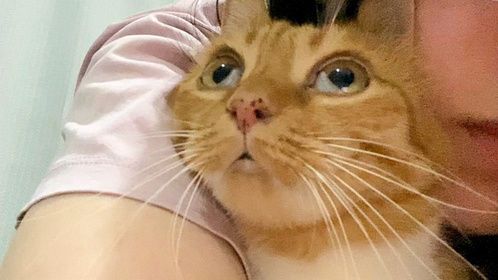 尝试让猫明白她是个话痨