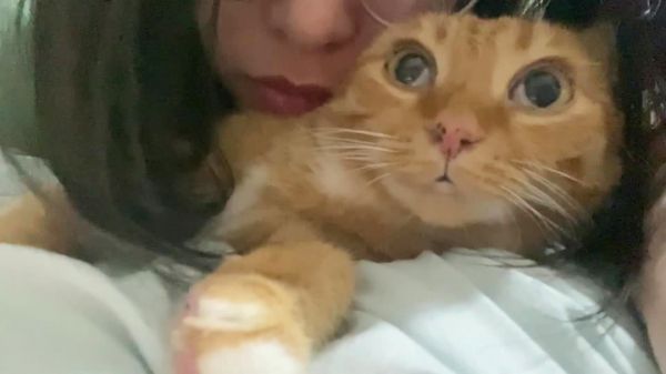 尝试让猫明白她是个胆小鬼