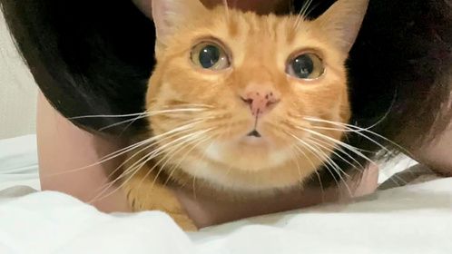 尝试让猫明白每天要早一点拉粑粑