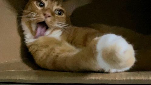 你看那只猫，她好像不太聪明哎