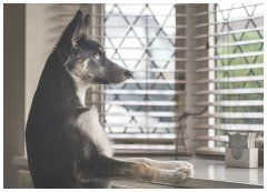 专业训犬宠物训练多少钱