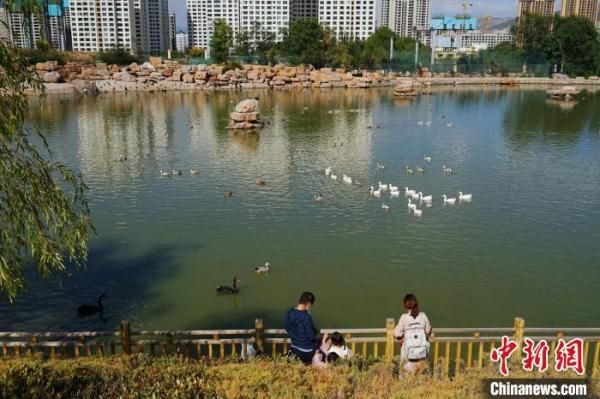 青海野生动物“救助站”十四年来救护各类动物1500余只