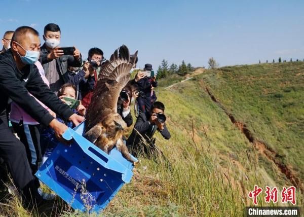 青海野生动物“救助站”十四年来救护各类动物1500余只