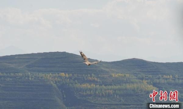 青海野生动物“救助站”十四年来救护各类动物1500余只