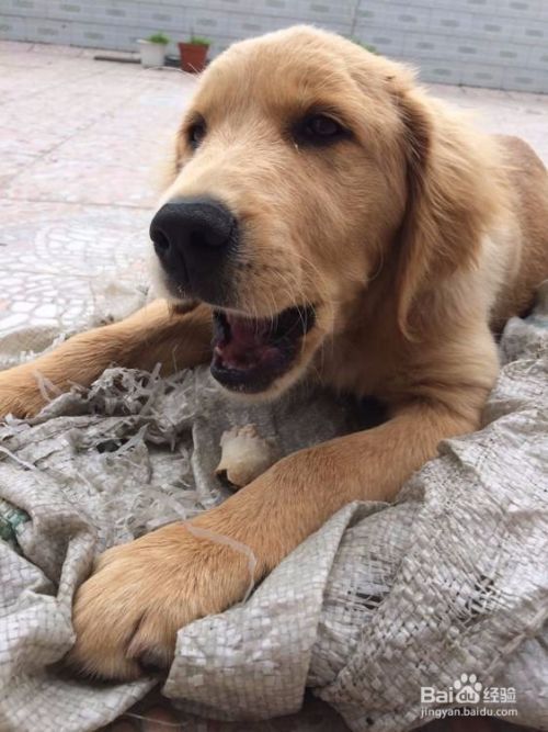 狗狗护食该怎么办