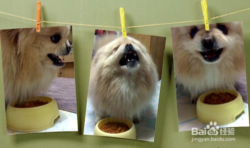 狗狗护食该怎么办