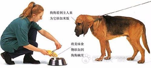 狗狗护食该怎么办