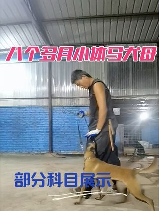 金牌飞剑训犬:科目马犬母 八个多月 科目 坐 卧 立 躺 滚 叫 转圈 握手 定 退 钻腿 靠 随行 跳抱 跳腿 进出航空箱 定点大小便 远距离扑咬!性格活泼可爱!不惹事护主心强 ,别的犬靠近主人不行,不去招惹别的犬,找个有缘人。#专业工作犬训练 #宠物犬行为纠正寄养 #专业训犬学校