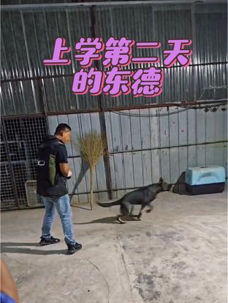 金牌飞剑训犬:来上学的小东德 这小家伙 五个多月了 越训练越喜欢!#专业训犬学校 #专业工作犬训练 #狗狗训练技巧