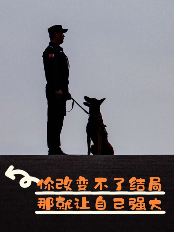 金牌飞剑训犬:大家认可就行 无语证明什么