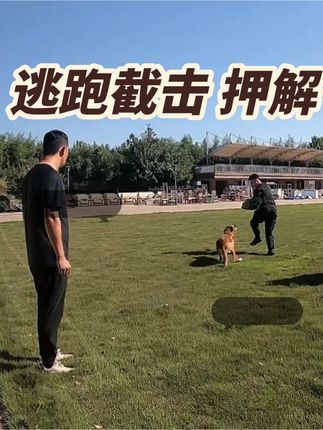 金牌飞剑训犬:逃跑截击 押解训练 马上就要省厅比武了 扣细节找不足 #专业工作犬训练 #专业训犬学校 #宠物犬行为纠正寄养