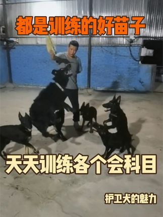 金牌飞剑训犬:工作犬 五到六个月 狗狗上学就跟孩子上学一样,来到学校各有所长,有学的快的也有学的慢的!我们对待每一条客户犬都非常的用心!#专业工作犬训练 #宠物犬行为纠正寄养 #专业宠物犬训练