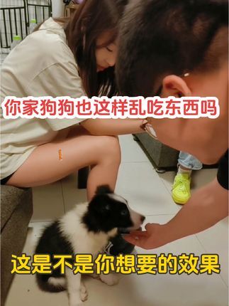 金牌飞剑训犬:又是一条乱捡垃圾乱吃东西的狗狗 扑人没给我机会让我纠正 我来了后老老实实的。只能纠正乱捡垃圾乱吃东西了!把乱吃东西学会了后 它乱捡垃圾我们也就一样能给改过来!#专业训犬学校 #宠物犬行为纠正寄养 #上门纠正宠物犬行为