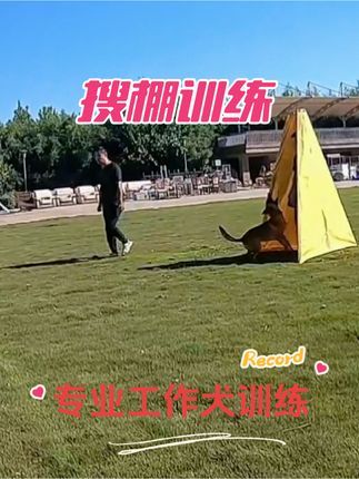 金牌飞剑训犬:搜棚训练 没事拉出来练练!专业的人做专业的事,训犬我们是认真的!#专业工作犬训练 #专业训犬学校 #宠物犬行为纠正寄养