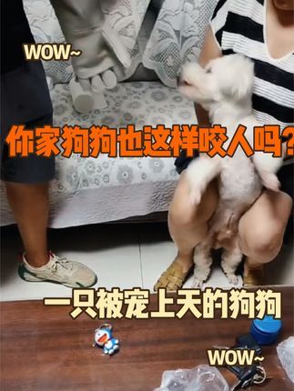 金牌飞剑训犬:纠正一条咬人的犬 被宠上天的狗狗 自己人都咬。看我怎么给纠正的,记得关注加留言!#训犬师 #专业训犬学校#宠物犬行为纠正寄养