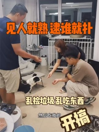 金牌飞剑训犬:扑人 乱咬东西 乱吃东西 你们的狗狗有没有这样的坏习惯,来 这个视频教你们如果解决!#专业训犬学校#宠物犬行为纠正寄养#上门纠正宠物犬行为 #专业警犬训练基地