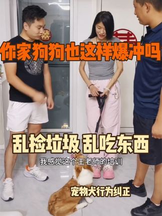 金牌飞剑训犬:爆冲 乱乱捡垃圾 乱吃东西 首先我们要把爆冲解决,只要让后明白不让他乱吃东西 乱捡垃圾 植入一个口令走到哪里也不会犯错误!