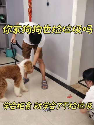 金牌飞剑训犬:你家狗狗也到处捡垃圾吗? 这条犬问题很多,主要给它解决捡垃圾这个问题。我们把他最喜欢吃的食物拿出来诱导让他捡,他都不乱吃你们说换成垃圾他还会捡吗?#训犬学校 #上门纠正宠物犬#宠物犬行为纠正寄养