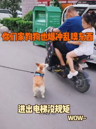 金牌飞剑训犬:爆冲 乱嗅 进出电梯没规矩 上门纠正宠物犬行为 你们家狗狗有什么坏习惯打在评论区我来帮你们解决!