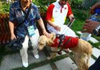导盲犬