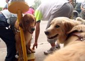 导盲犬是如何训练成的