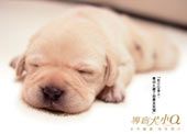 电影《导盲犬小Q》