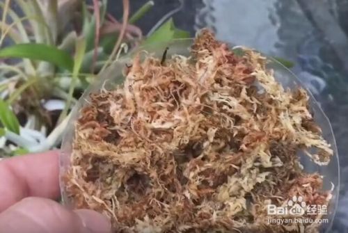 空气凤梨种子怎么播种