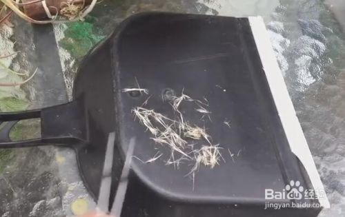 空气凤梨种子怎么播种