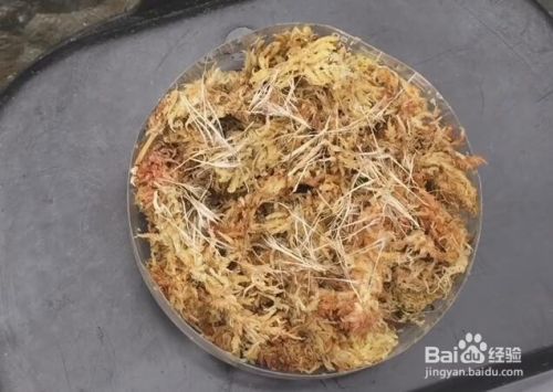 空气凤梨种子怎么播种